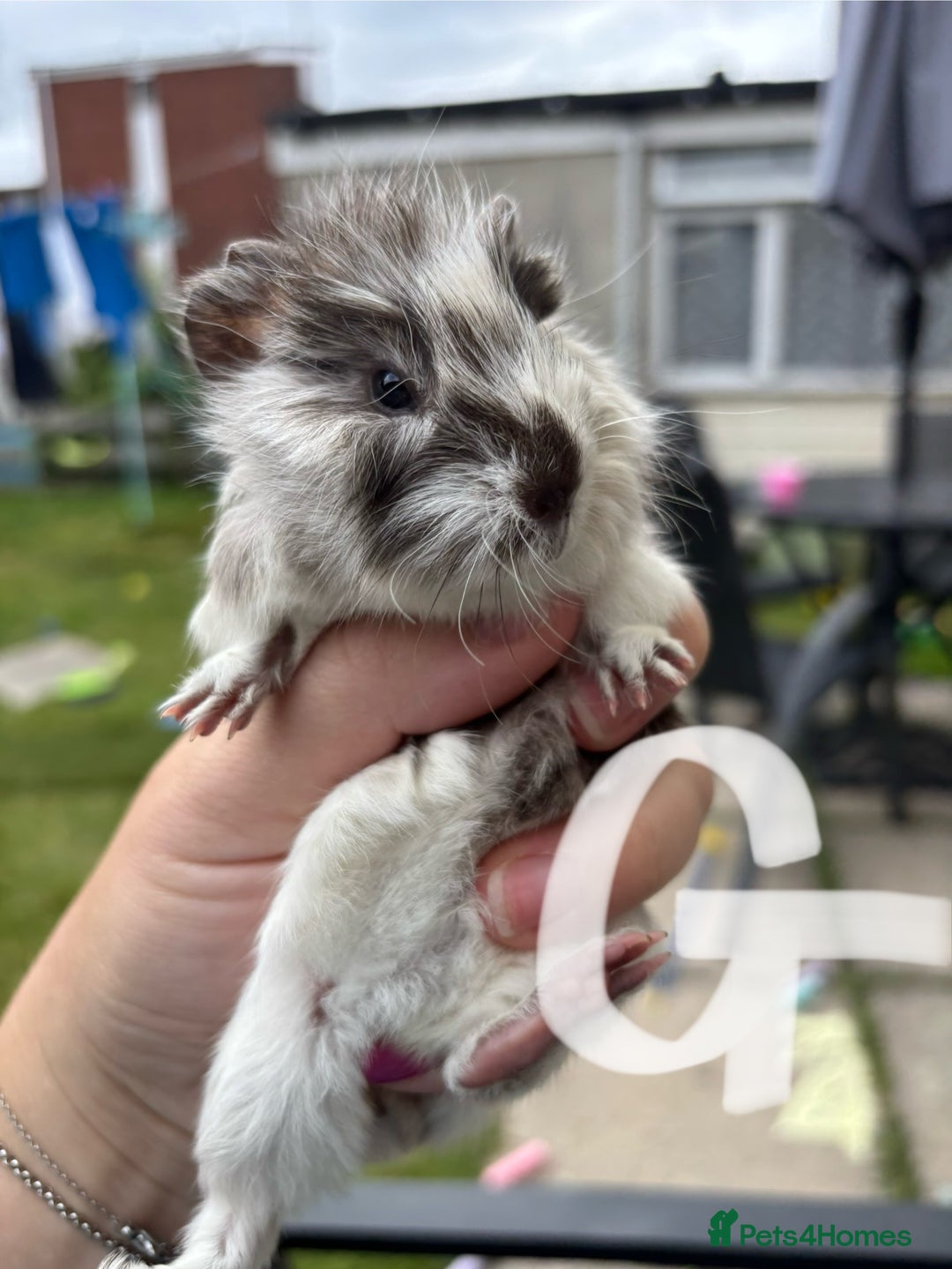 Guinea Pig rodents for sale: Guinea pigs 2 girls 1 boy  - Image 2
