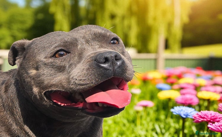 Staffordshire Bull Terrier dogs - Advert 16