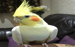 Cockatiels birds for sale: Cockateils breeding pair - Image 11