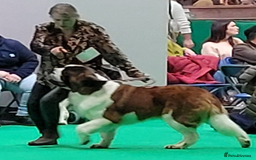 Saint Bernard dogs for sale: 1yr old St. Bernard available to approved home - Image 3
