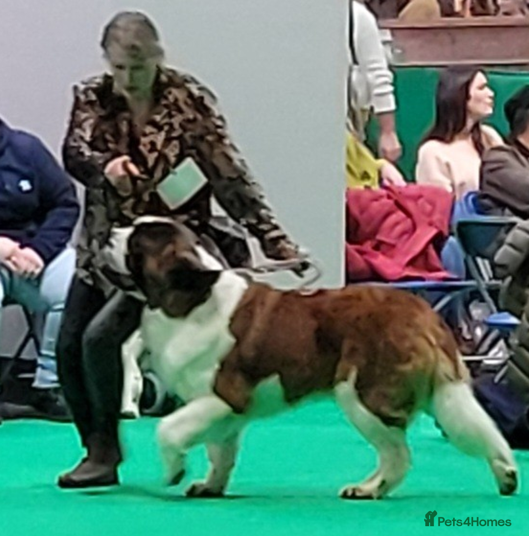 Saint Bernard dogs for sale: 1yr old St. Bernard available to approved home - Image 3