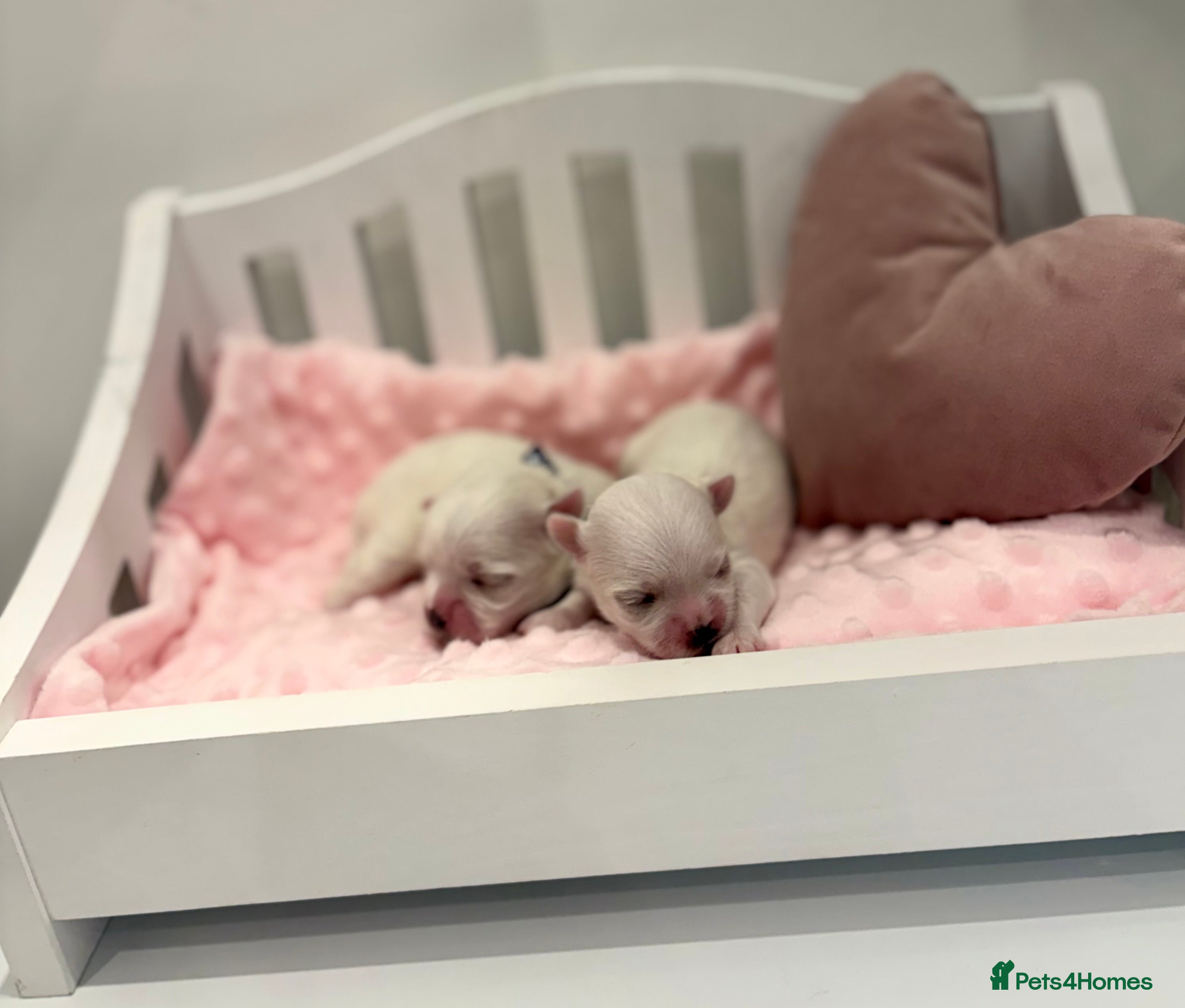 Maltese dogs ✨Beautiful Korean Maltese Puppies🤍 - Advert 2