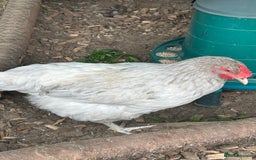 Chickens poultry for sale: 2 hybrid hens for sale £10 each  - Image 2