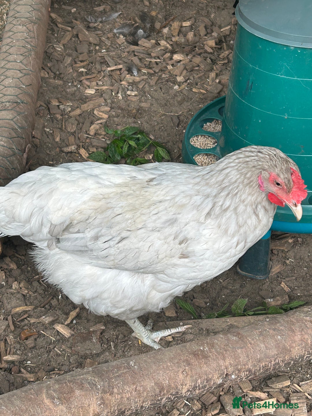 Chickens poultry for sale: 2 hybrid hens for sale £10 each  - Image 2