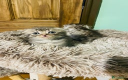 Scottish Fold cats for sale: Beautiful litter of Scottish fold reservation open - Image 7