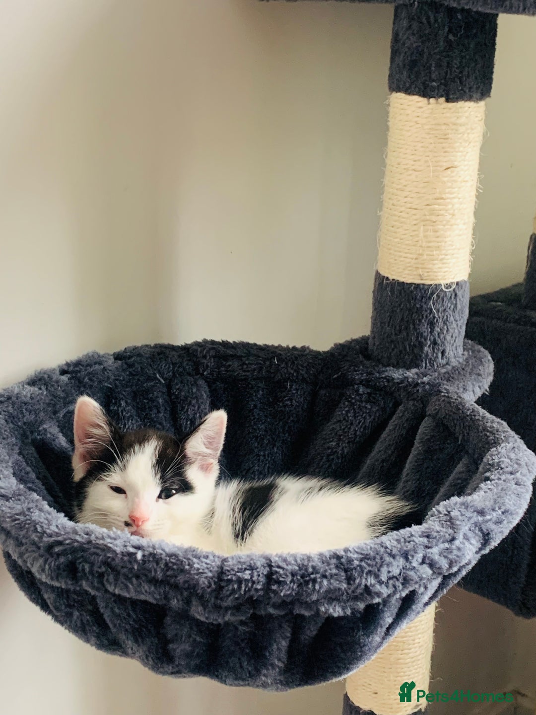 Domestic Shorthair cats for sale: Beautiful kittens ready to go 🐈‍⬛ - Image 16