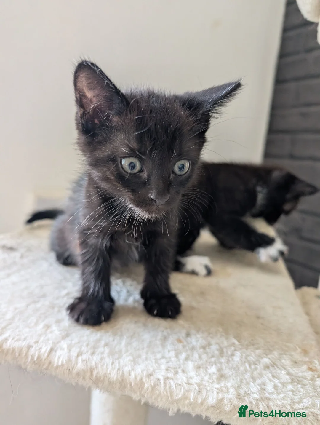 British Shorthair cats for sale: 3 Kittens For Sale in Dundee - Advert 4