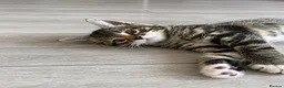 Mixed Breed cats for sale: kitten for sale  in London - Advert 4