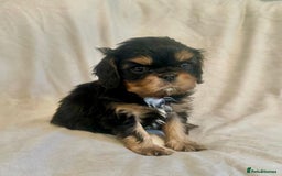 Cavalier King Charles Spaniel dogs for sale:  KC, Health Tested, ready to leave now  - Advert 1
