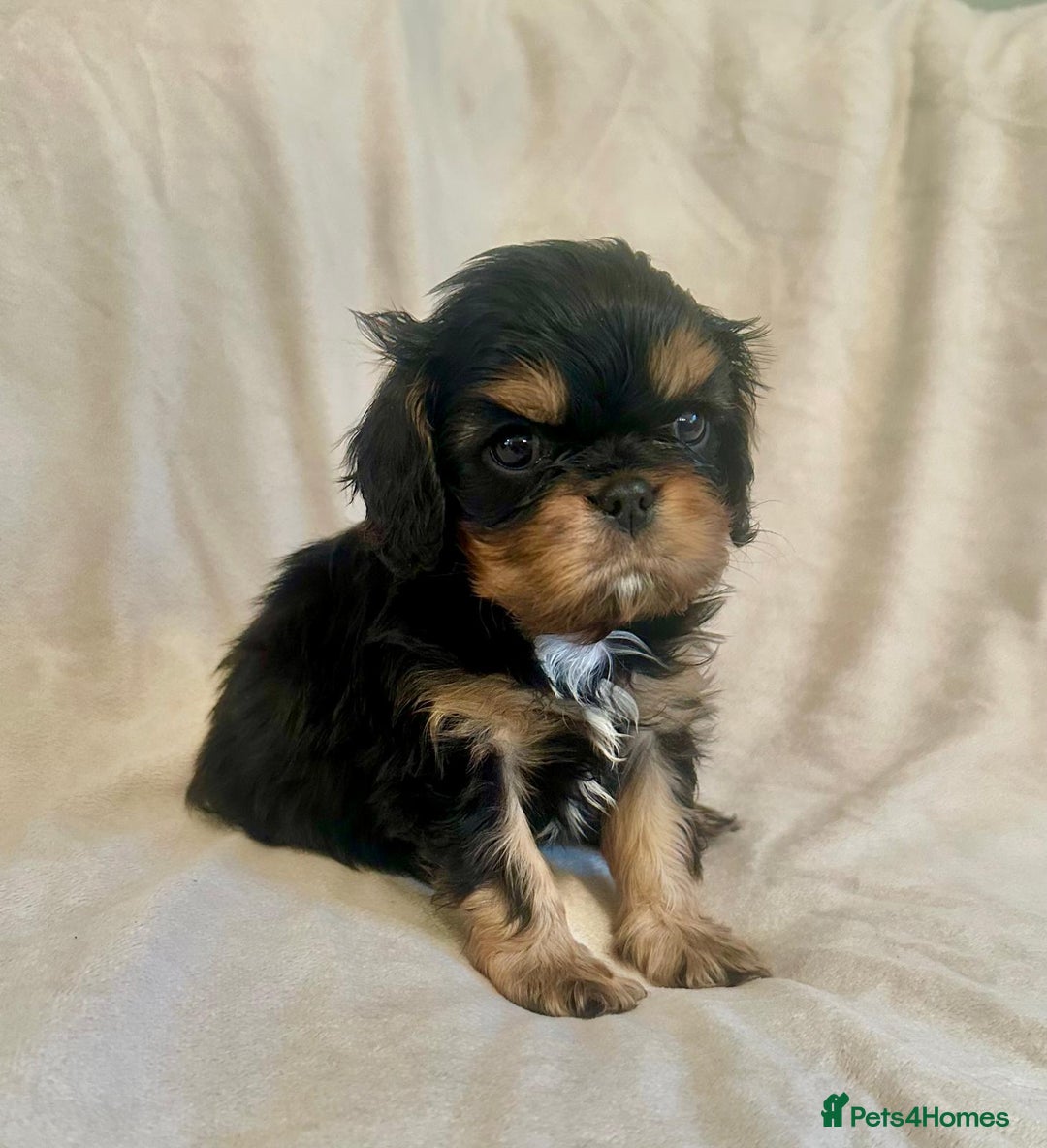 Cavalier King Charles Spaniel dogs for sale:  KC, Health Tested, ready to leave now  - Advert 1