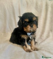 Cavalier King Charles Spaniel dogs - Advert 1