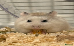 Hamster rodents for sale: Two dwaf hamsters  - Image 1
