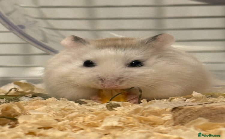 Hamster rodents - Advert 1