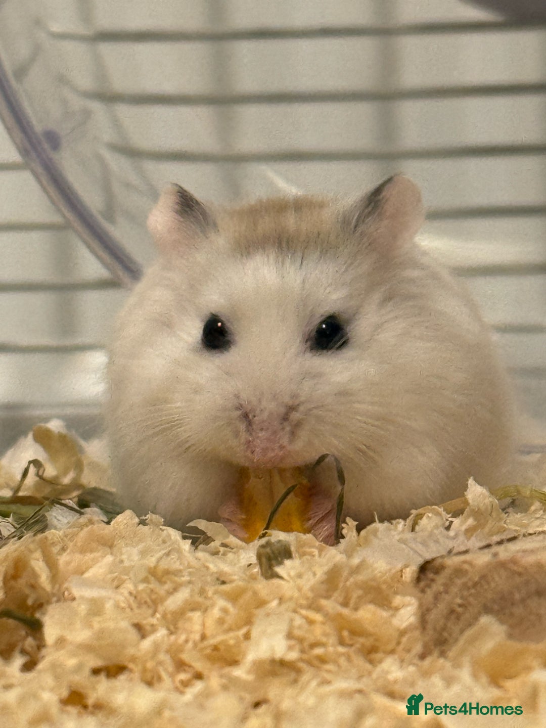 Hamster rodents for sale: Two dwaf hamsters  - Image 1
