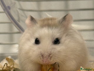 Hamster rodents - Advert 25