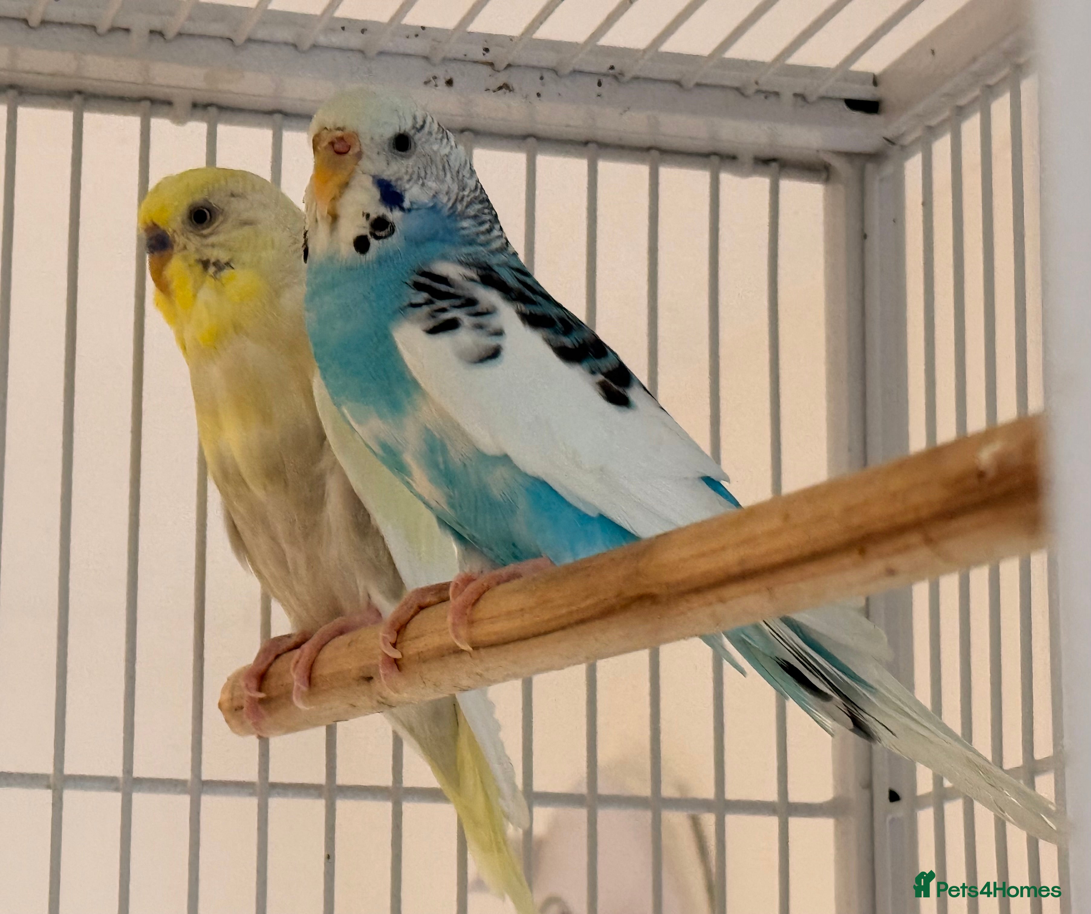 Budgerigars birds Pair of bonded budgies male and female  - Advert 12