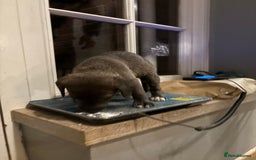 Mixed Breed dogs for sale: Bedlington x whippet puppies - Image 5