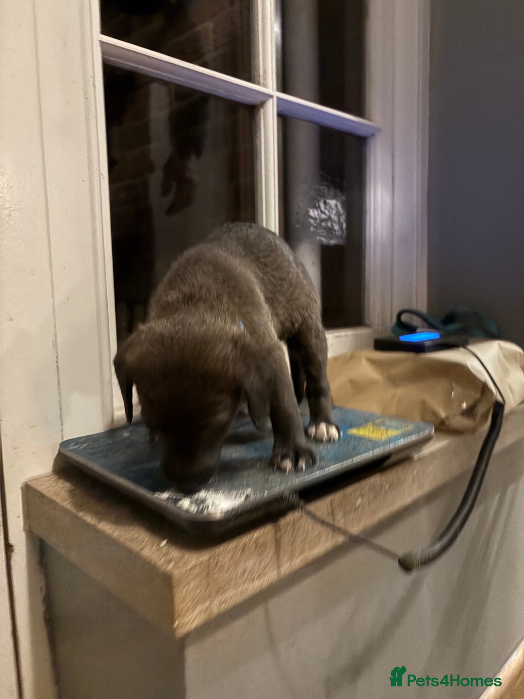 Mixed Breed dogs for sale: Bedlington x whippet puppies - Image 5