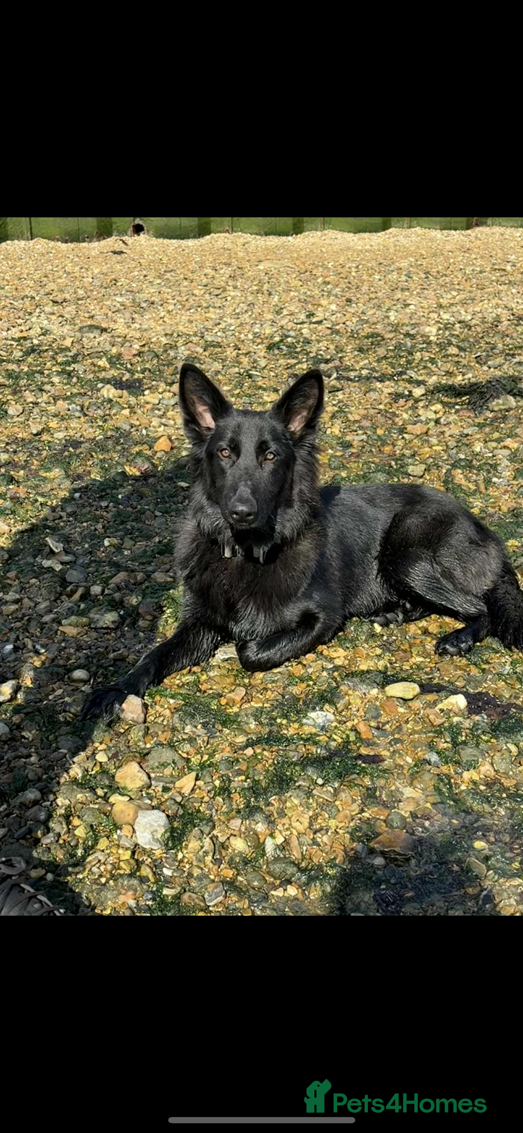 German Shepherd dogs for sale: Beautiful 11 month old gsd looking for home  - Advert 2