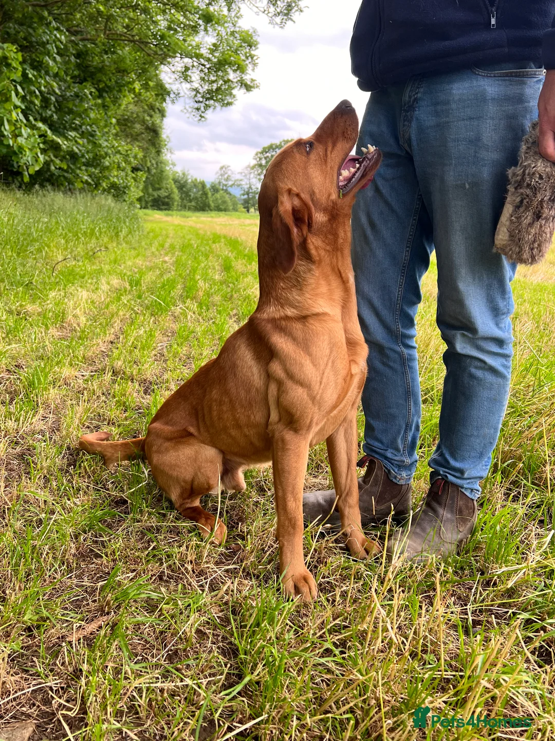 Labrador Retriever dogs for stud: Extensively health tested with 0/0 hips 0/0 elbow in Middlesbrough - Advert 9