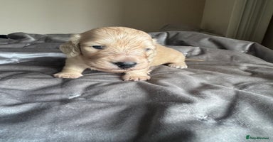 Miniature Dachshund dogs - Advert 12