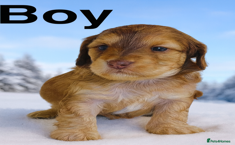 Cockapoo dogs - Advert 2