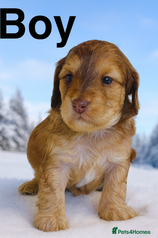 Cockapoo dogs - Advert 3