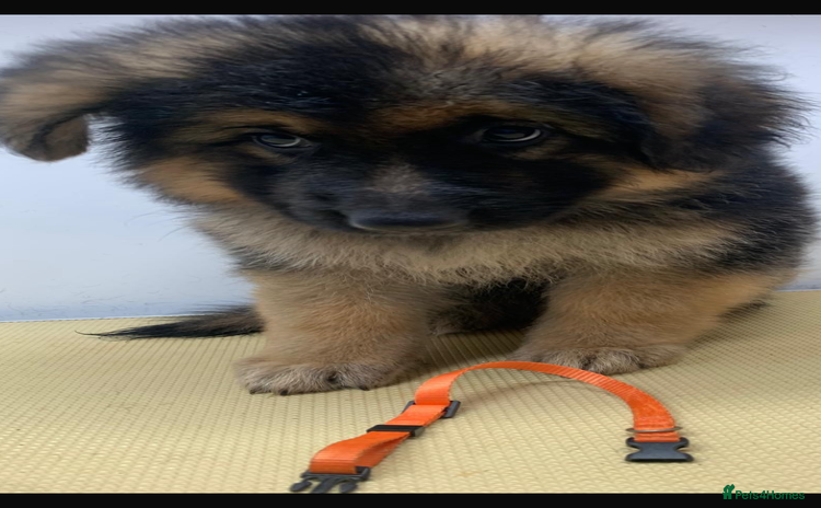 German Shepherd dogs - Advert 2