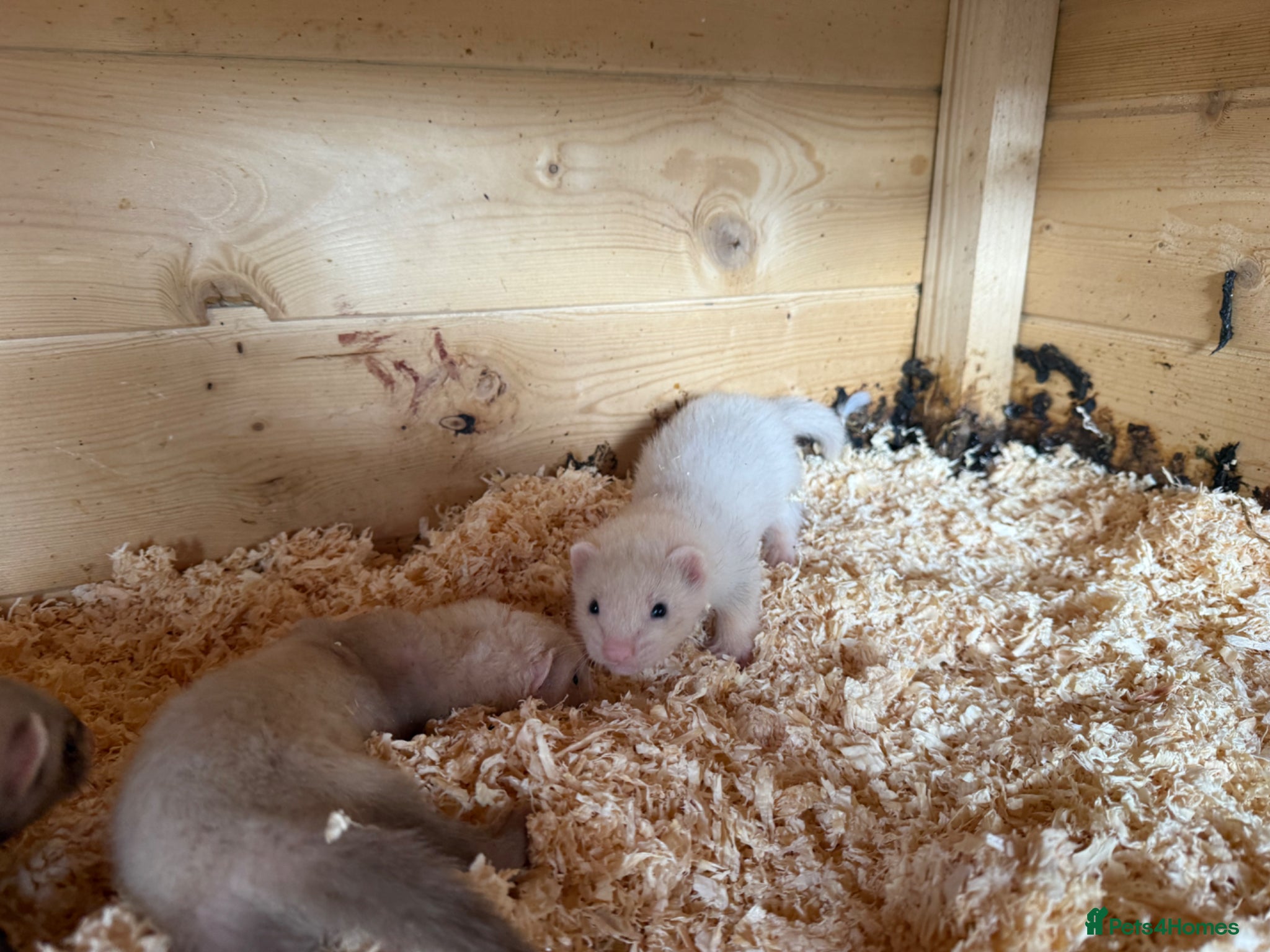 Ferret rodents 7 week old baby ferret kits  - Advert 2
