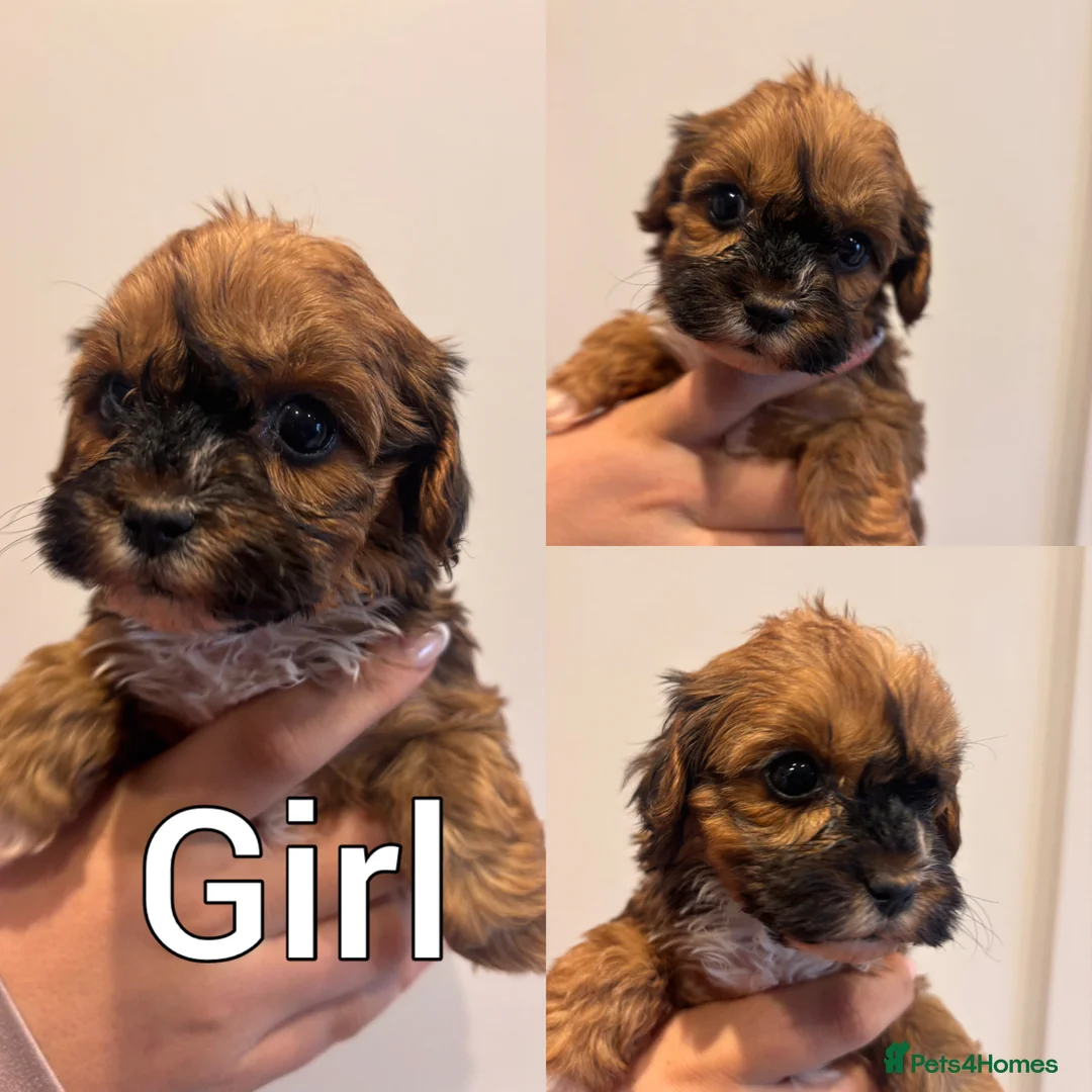 Maltipoo dogs for sale: REDUCED - READY TO LEAVE F1 Fully Health Tested - Advert 6