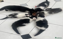 Domestic Shorthair cats for sale: 5 kittens available now  - Image 3