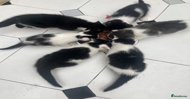 Domestic Shorthair cats - Advert 8