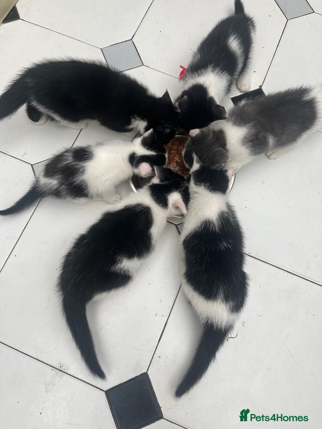 Domestic Shorthair cats for sale: 5 kittens available now  - Image 3