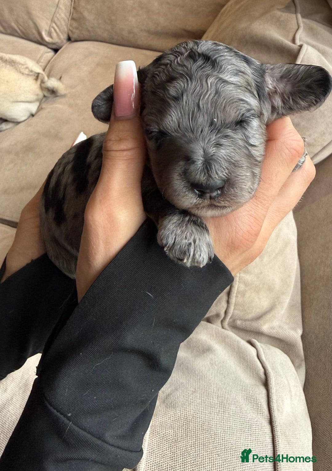 Cockapoo dogs for sale: Merle F1B Cockapoo Puppies - Image 13