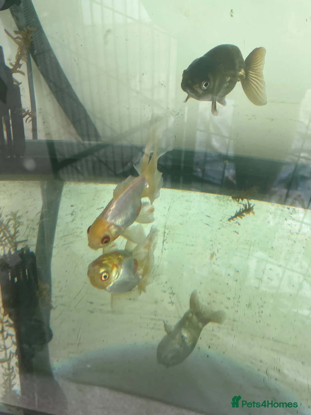 Fancy Goldfish fish for sale: Oranda Goldfish and Ranchu  in Spalding - Advert 2