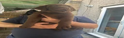 Labrador Retriever dogs for sale: Beautiful Labrador Retriever Puppies for Sale - Advert 9
