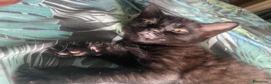 American Shorthair 2
