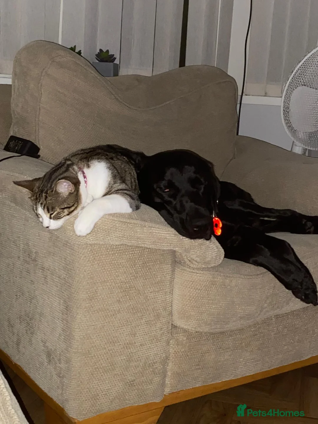Labrador Retriever dogs for stud: Labrador available for stud in Cardiff - Advert 2