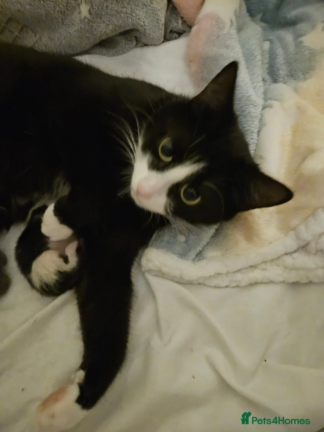 Mixed Breed cats for sale: Beautiful kittens  in Ashford - Advert 1