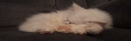 Mixed Breed cats for sale: Persian X Ragdoll Kittens Ready For Forever Homes! - Advert 10