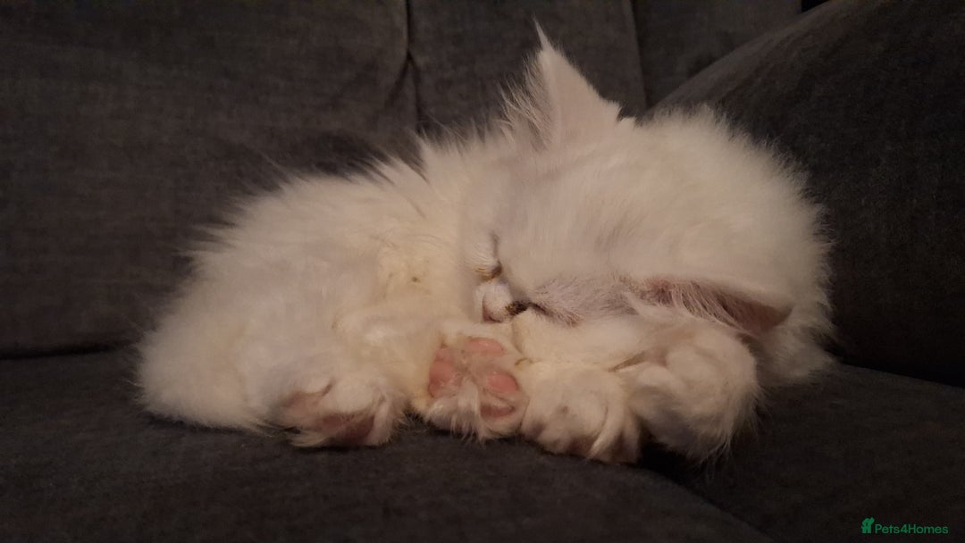 Mixed Breed cats for sale: Persian X Ragdoll Kittens Ready For Forever Homes! - Advert 10