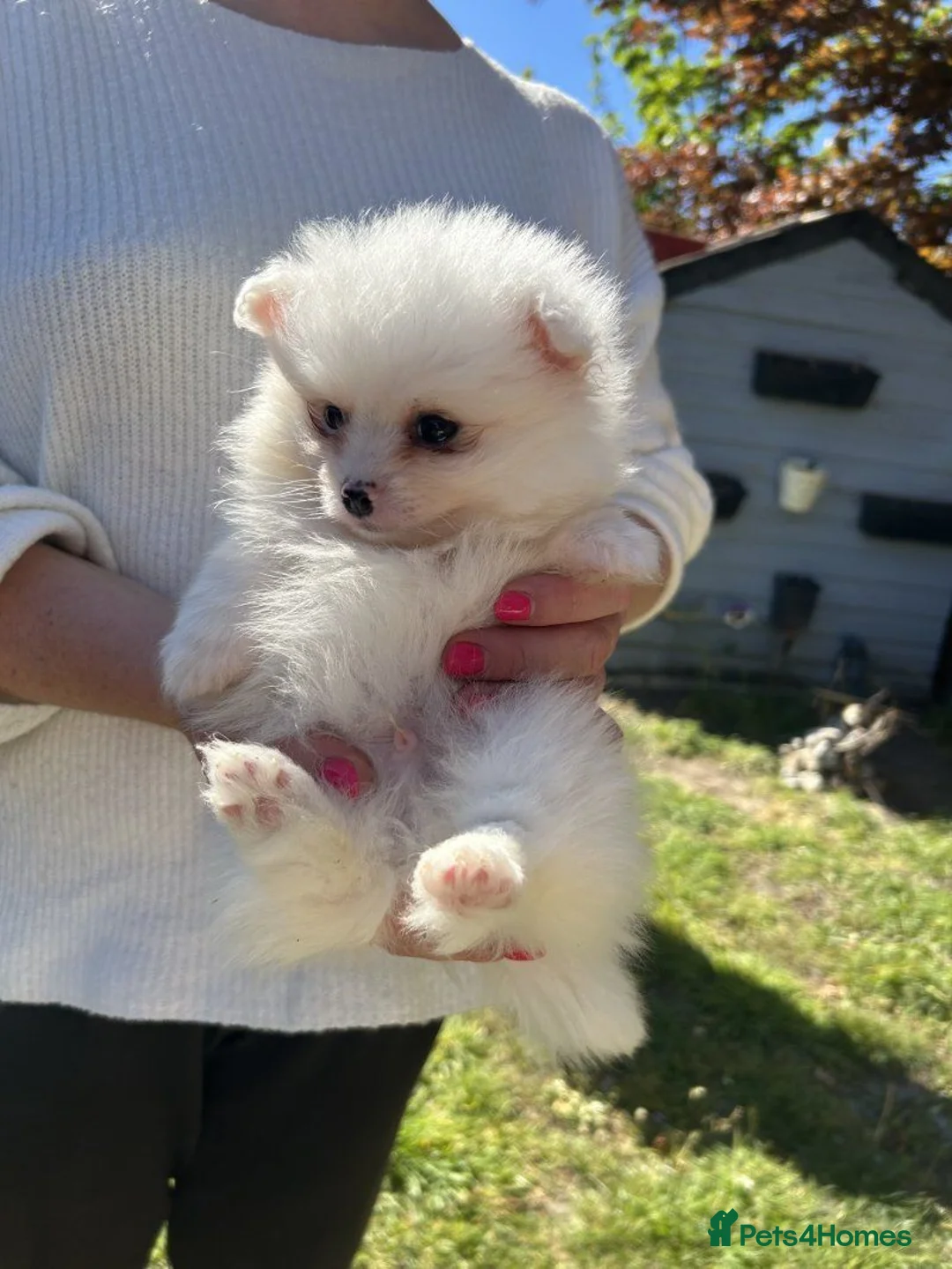 Pomeranian dogs for sale: Pomeranian puppies in London - Advert 2