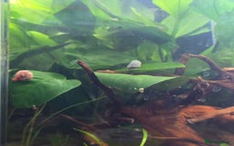 Snails fish for sale: Little Ramshorn snail babies  - Image 3