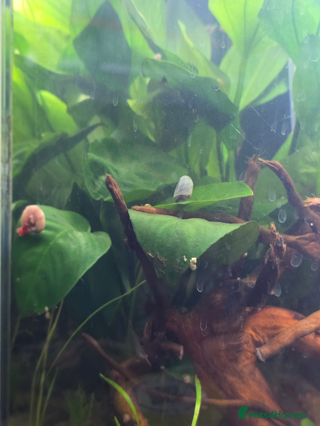 Snails fish for sale: Little Ramshorn snail babies  - Image 3