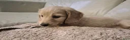 Miniature Dachshund dogs for sale: Adorable Long-haired Miniature Dachshund Puppies in London - Advert 6