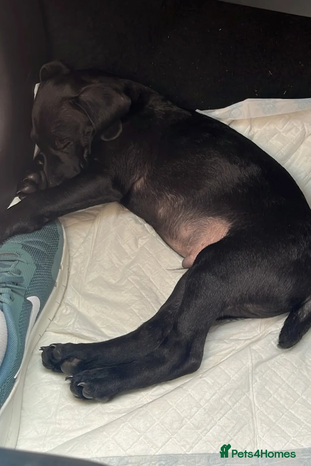 Patterdale Terrier dogs for sale: Scrappy  - Advert 1