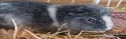 Guinea Pig rodents for sale: Guinea Pigs for rehoming  - Advert 4