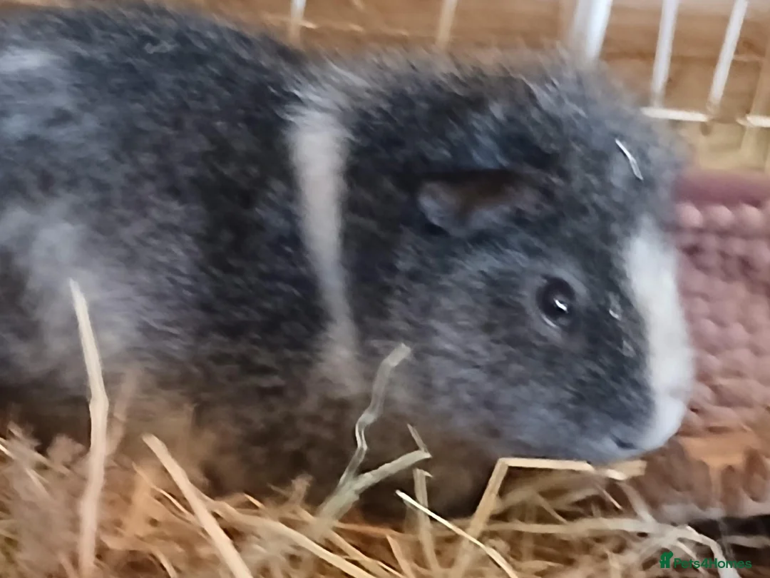 Guinea Pig rodents for sale: Guinea Pigs for rehoming  - Advert 4