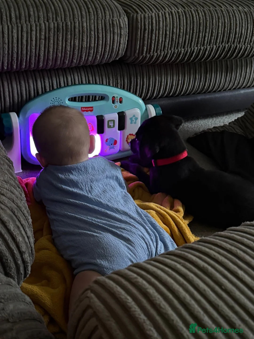 Labrador Retriever dogs for sale:  Milo – 11 Week Old Male Black Labrador Retriever  - Advert 3