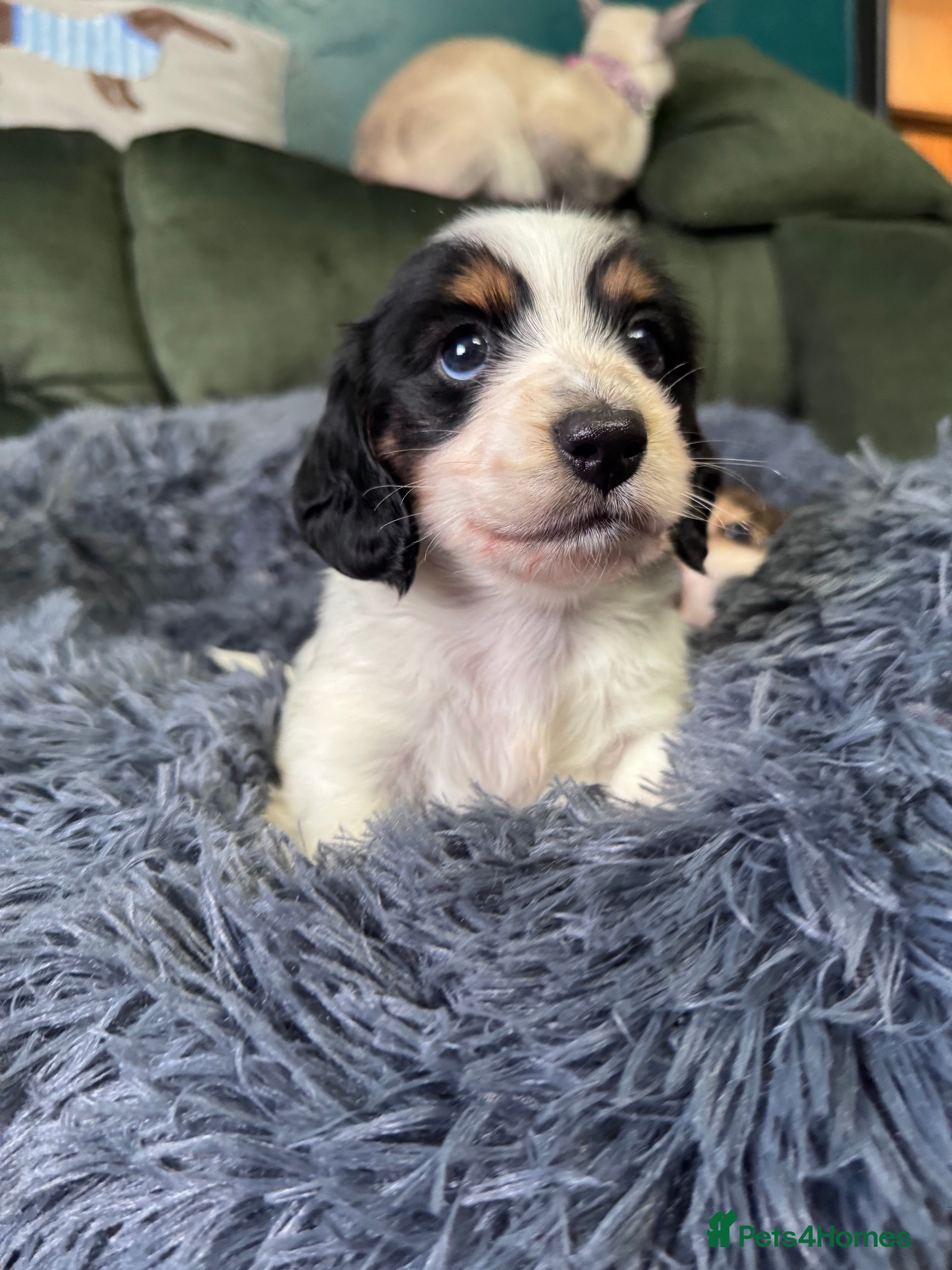 Miniature Dachshund dogs 2 piebald miniature long haired dachshund puppies  - Advert 15